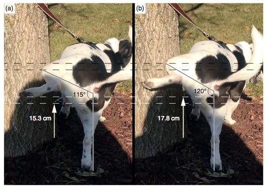 Dog marking with urine