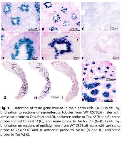 Taste genes in your testes